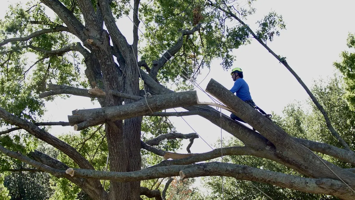 Professional Hazardous Tree Removal performed by certified arborists in Marienville